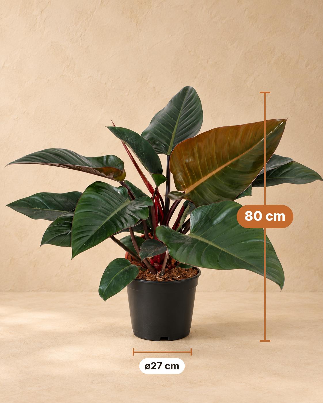 Philodendron 'Congo Red', 80 cm hoog, pot ø27 cm