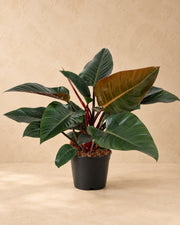 Philodendron 'Congo Red'