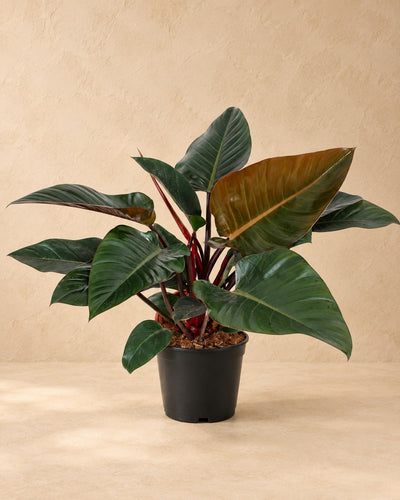 Philodendron 'Congo Red'