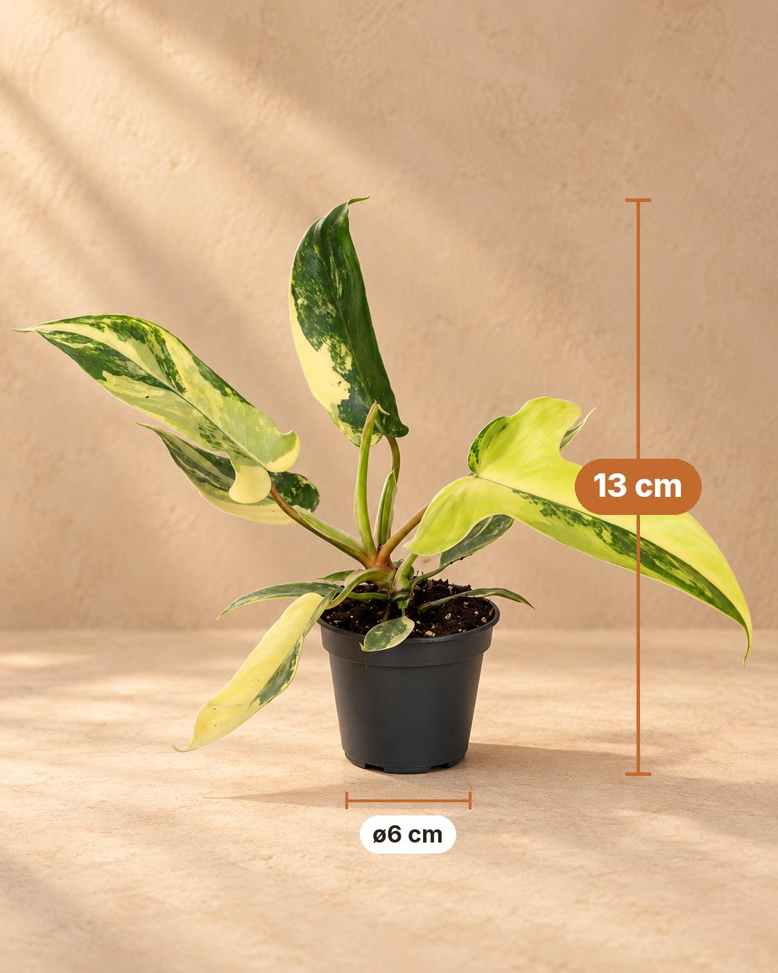 Philodendron 'Florida Beauty', 13 cm hoog, pot ø6 cm
