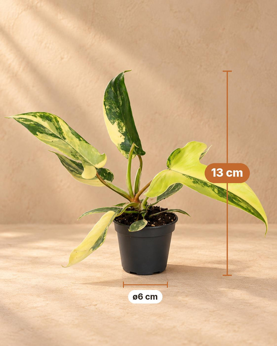 Philodendron 'Florida Beauty' 13 cm hoog, pot ø6 cm