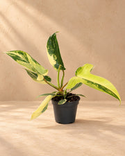Philodendron 'Florida Beauty'