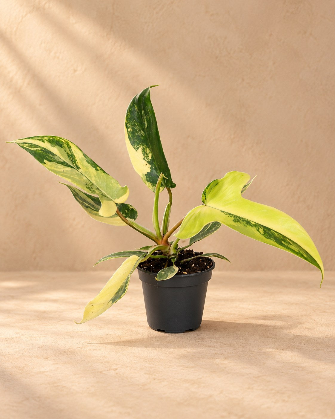 Philodendron 'Florida Beauty'