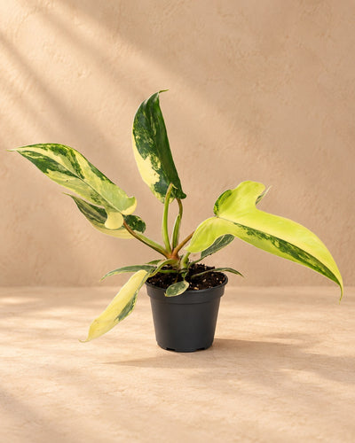 Philodendron 'Florida Beauty'
