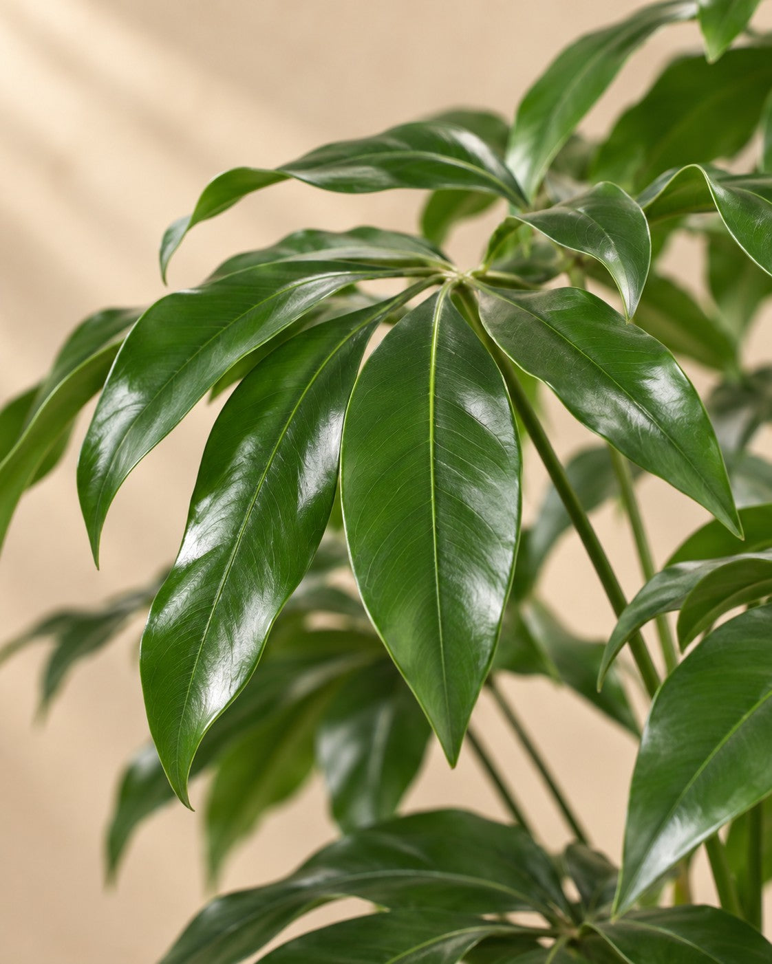 Close-up of the leaves of the Philodendron Green Wonder (Philodendron 'Green Wonder')