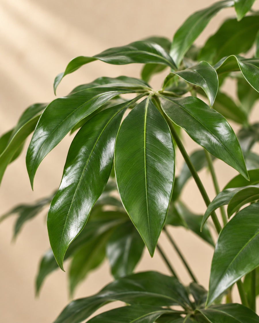 Philodendron Green Wonder