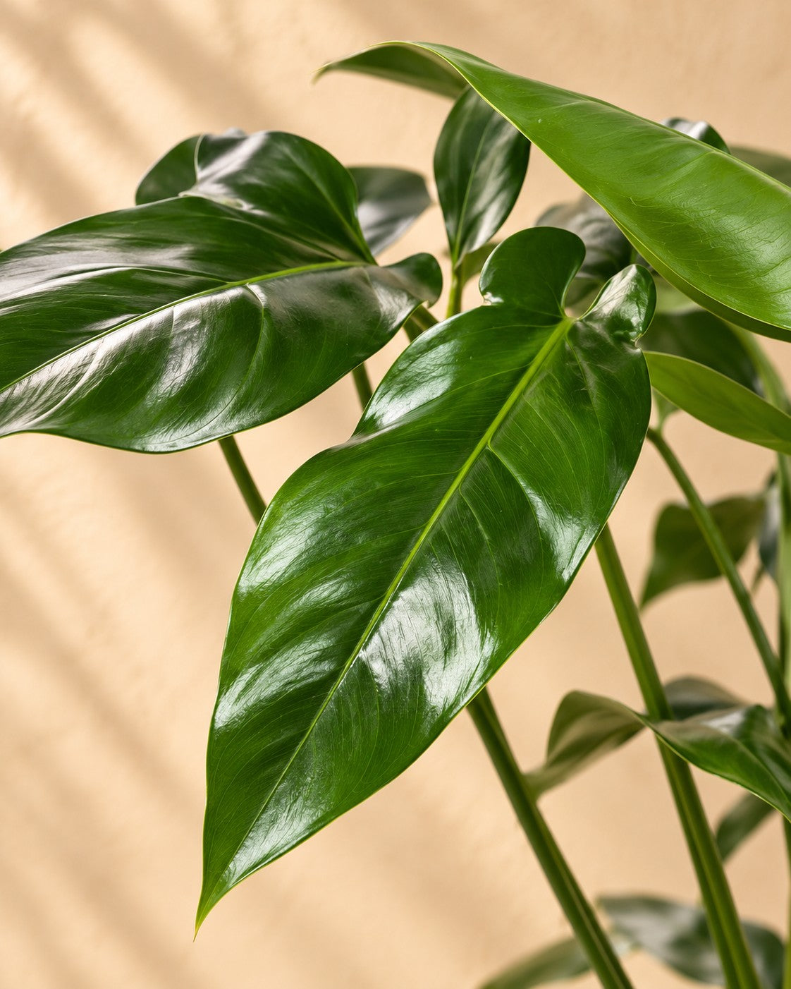 Primo piano delle foglie di Philodendron 'Green Wonder'