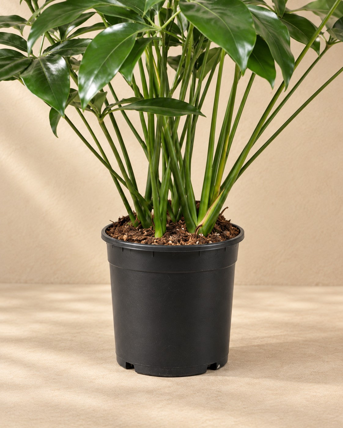 Lower part of the Philodendron Green Wonder (Philodendron 'Green Wonder') with its nursery pot