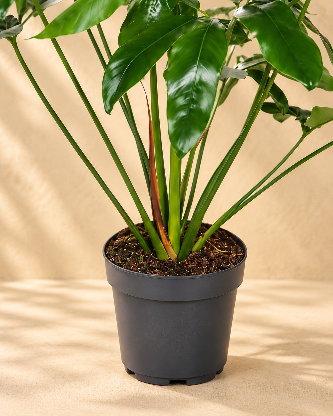 Parte bassa di Philodendron 'Green Wonder' con il vaso di coltivazione