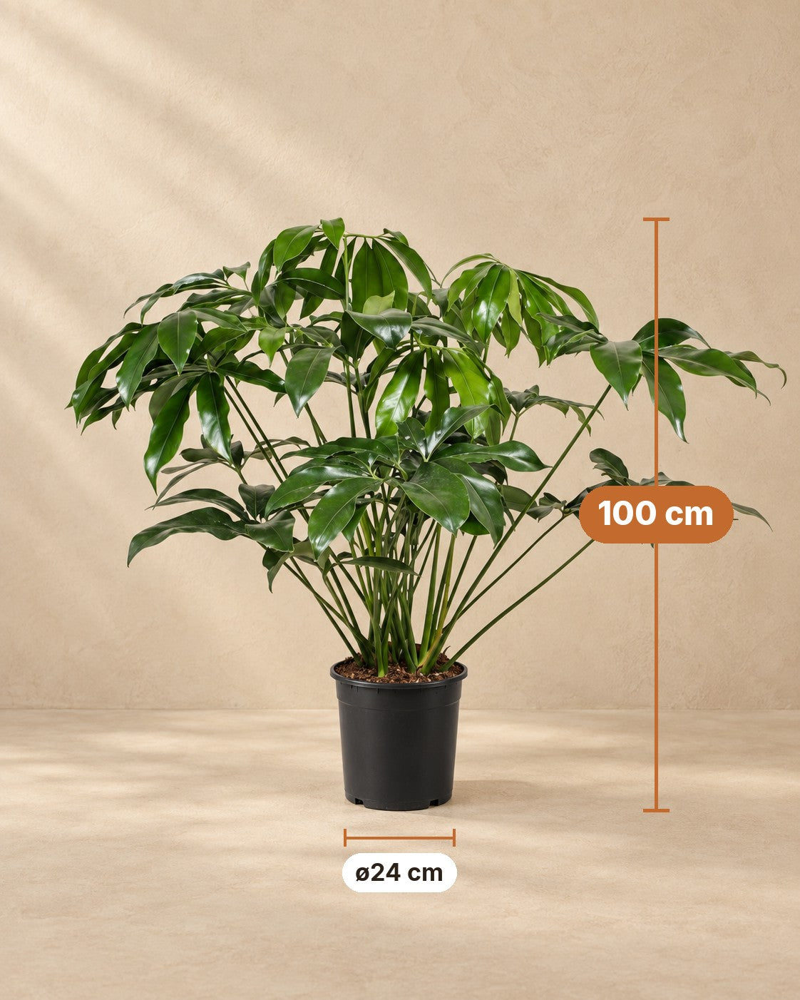 Dimensions of the Philodendron Green Wonder: 100 cm tall, pot ø24 cm