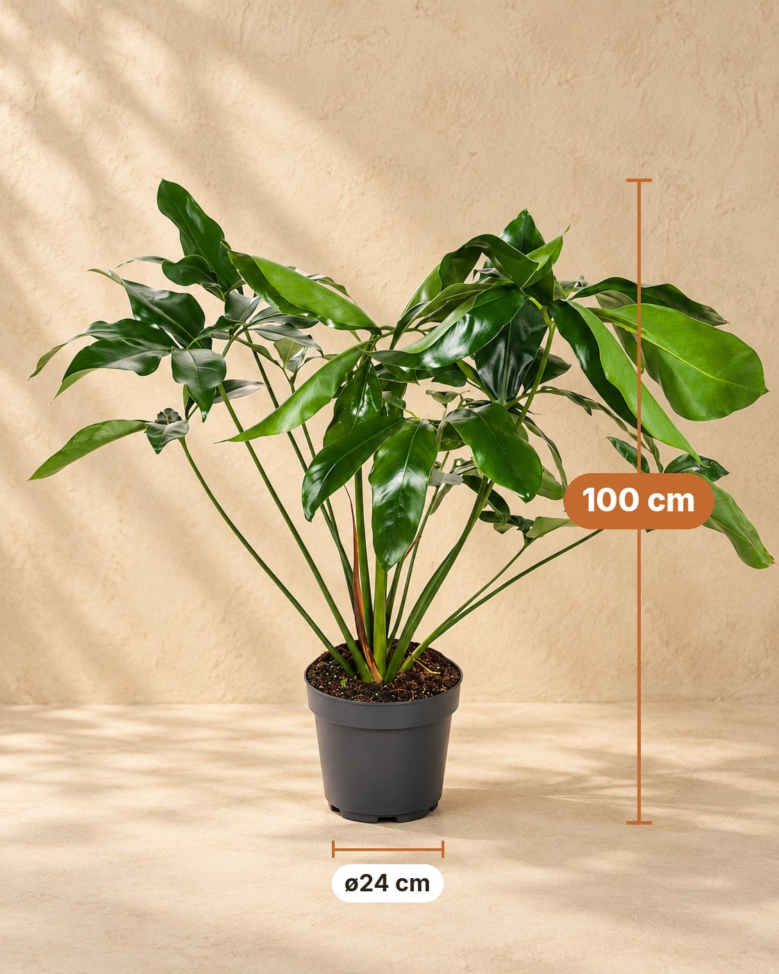 Dimensioni Philodendron 'Green Wonder': altezza 100 cm, vaso ø24 cm