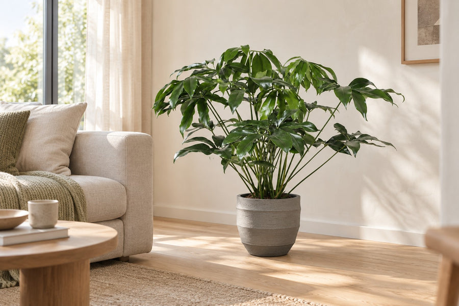Philodendron Green Wonder