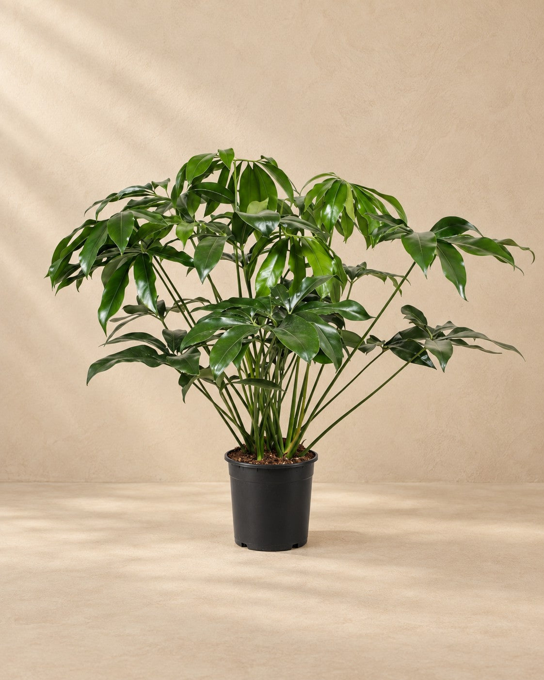 Philodendron Green Wonder (Philodendron 'Green Wonder'), 100 cm tall in a 24 cm nursery pot