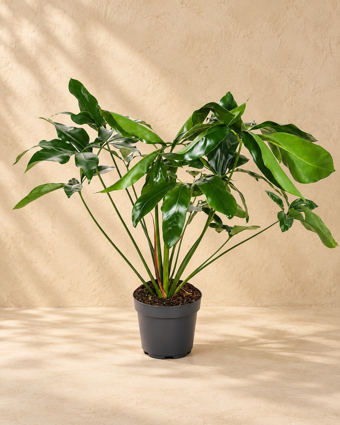 Philodendron 'Green Wonder', alta 100 cm in vaso di coltivazione da 24 cm