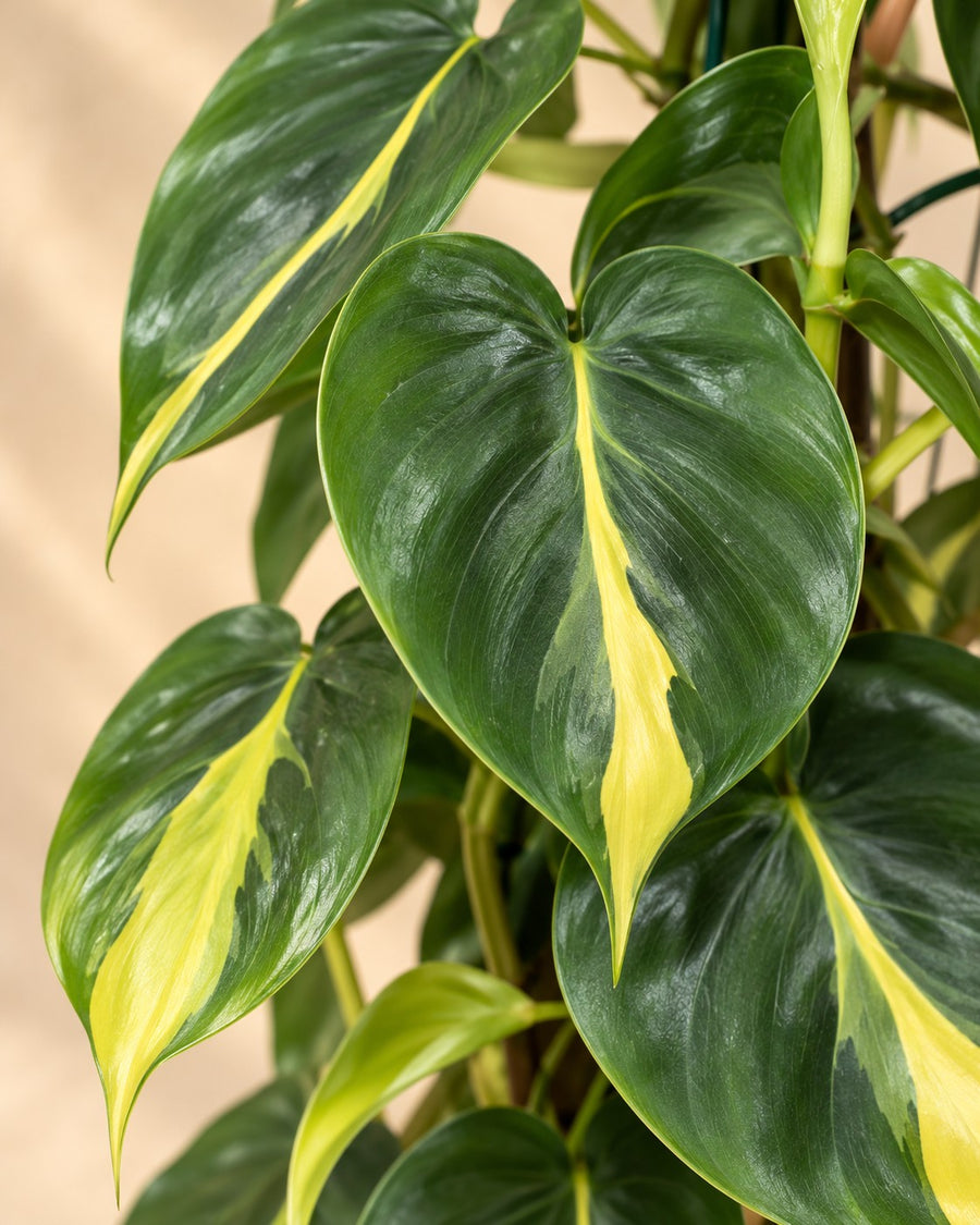 Philodendron hederaceum 'Brasil' 120 cm di altezza, vaso ø24 cm