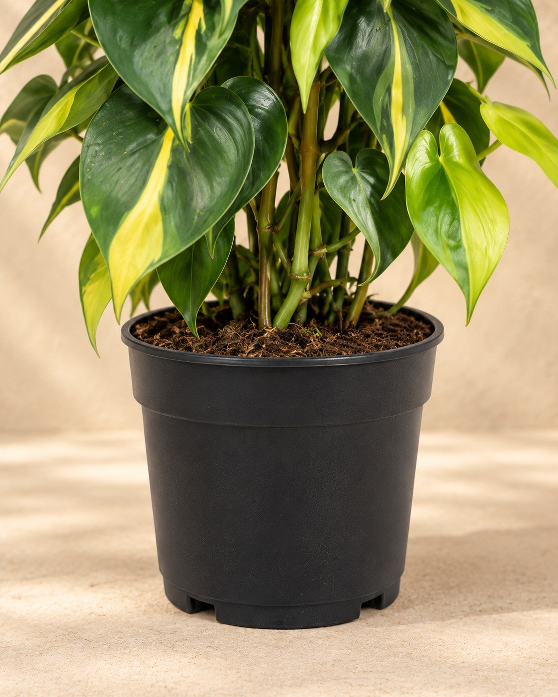 Parte bassa di Philodendron hederaceum 'Brasil' con il vaso di coltivazione