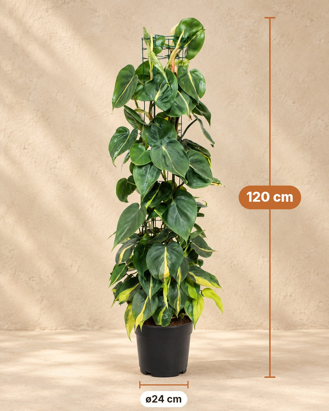 Dimensioni Philodendron hederaceum 'Brasil': altezza 120 cm, vaso ø24 cm