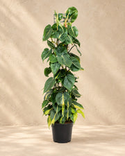 Philodendron hederaceum 'Brasil', alta 120 cm in vaso di coltivazione da 24 cm