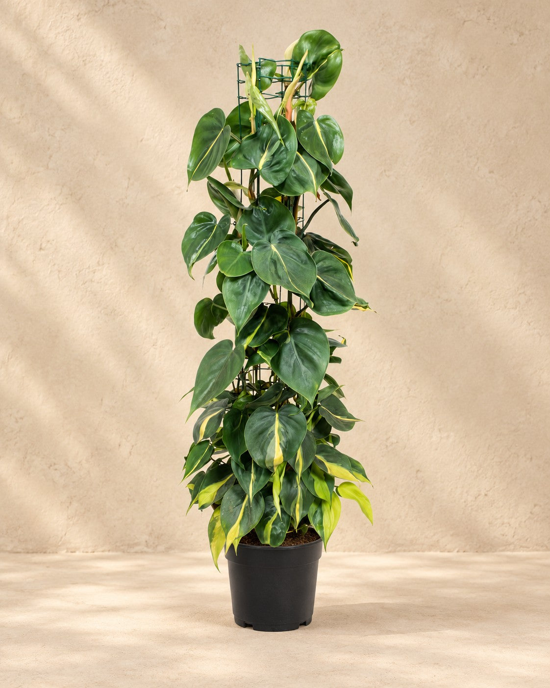 Philodendron hederaceum 'Brasil', alta 120 cm in vaso di coltivazione da 24 cm