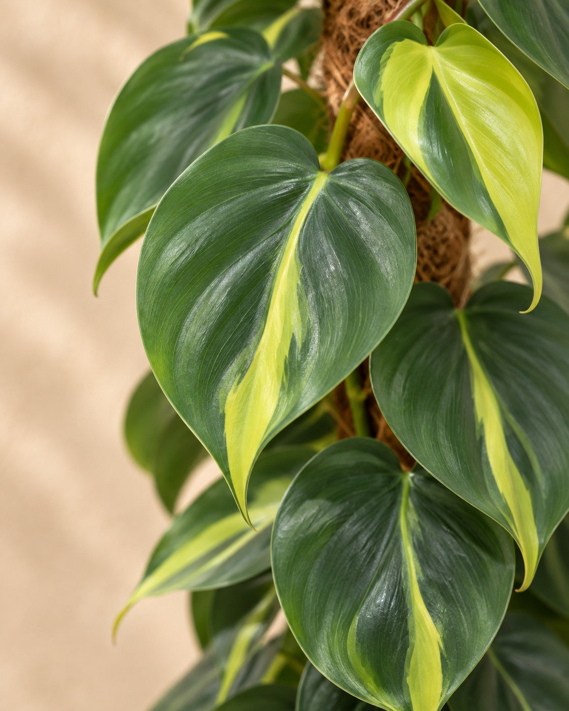 Närbild på bladen hos Philodendron hederaceum 'Brasil' på mosstång