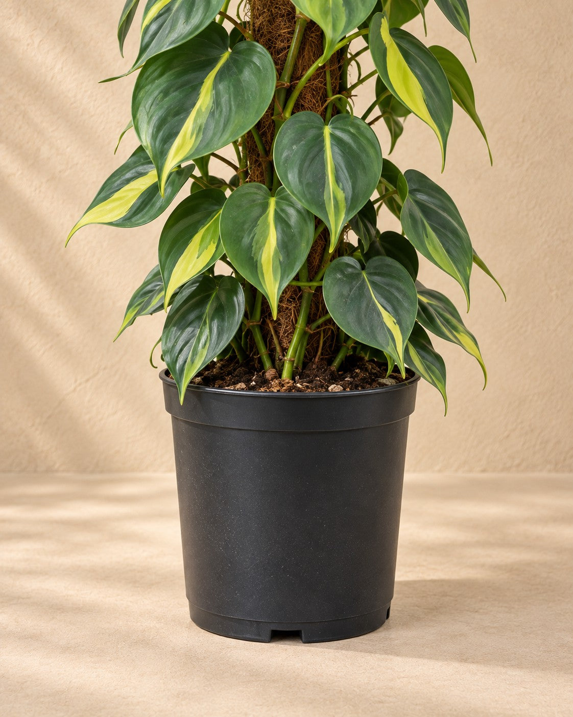 Partie basse de Philodendron hederaceum 'Brasil' sur tuteur en mousse avec son pot de culture