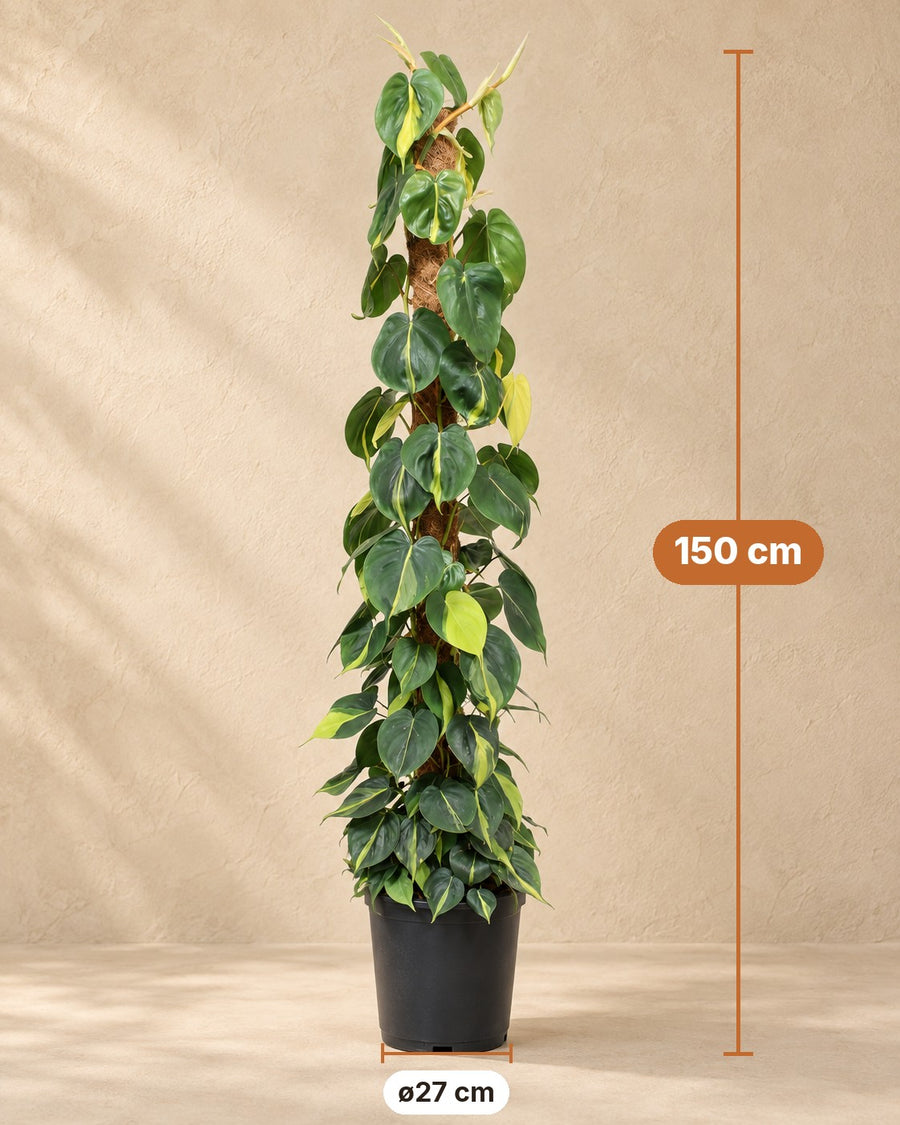 Philodendron hederaceum 'Brasil' sur tuteur en mousse 150 cm de haut, pot ø27 cm