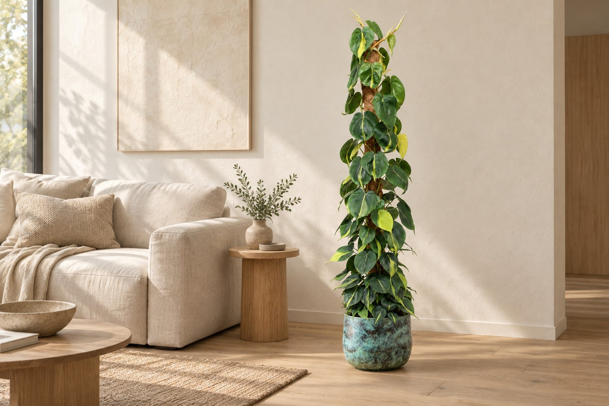 Philodendron hederaceum 'Brasil' sur tuteur en mousse, 150 cm, dans cache-pot Elisa Mystic Green dans un salon lumineux