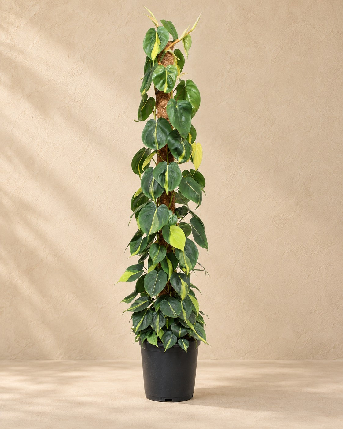 Philodendron hederaceum 'Brasil' på mosstång, 150 cm hög i en 27 cm odlingskruka