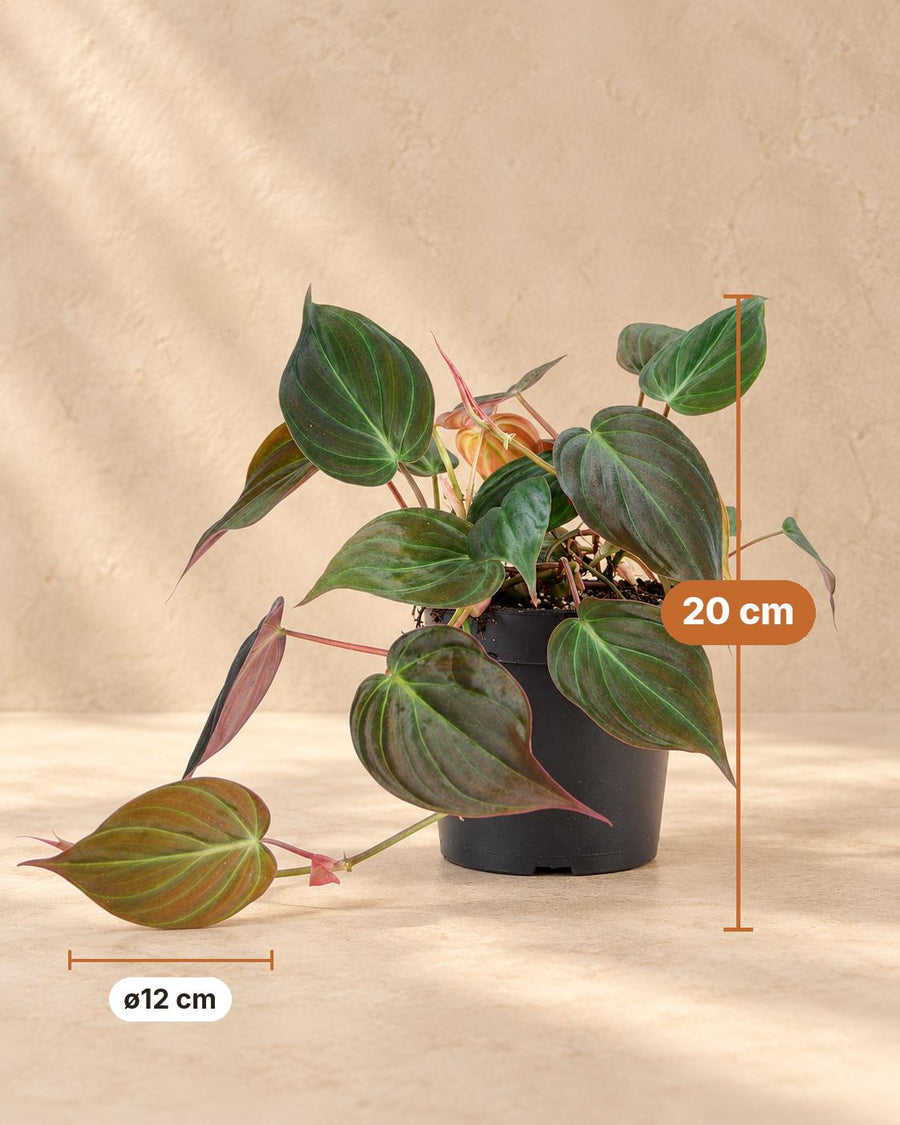 Philodendron hederaceum 'Micans' 20 cm hoog, pot ø12 cm