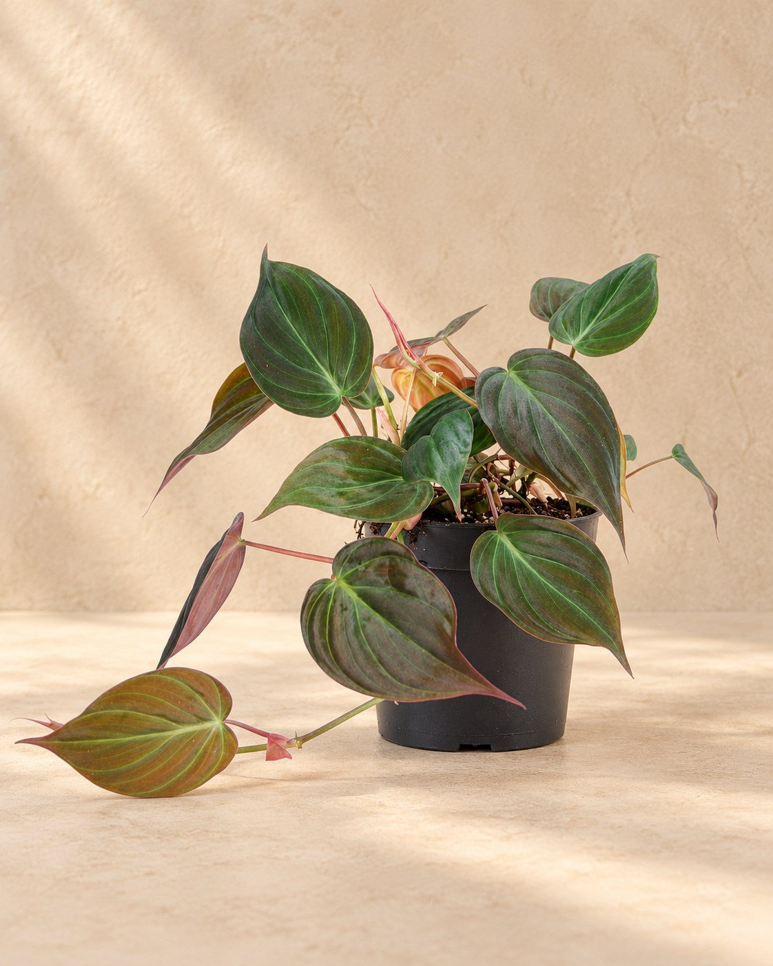 Philodendron hederaceum 'Micans'