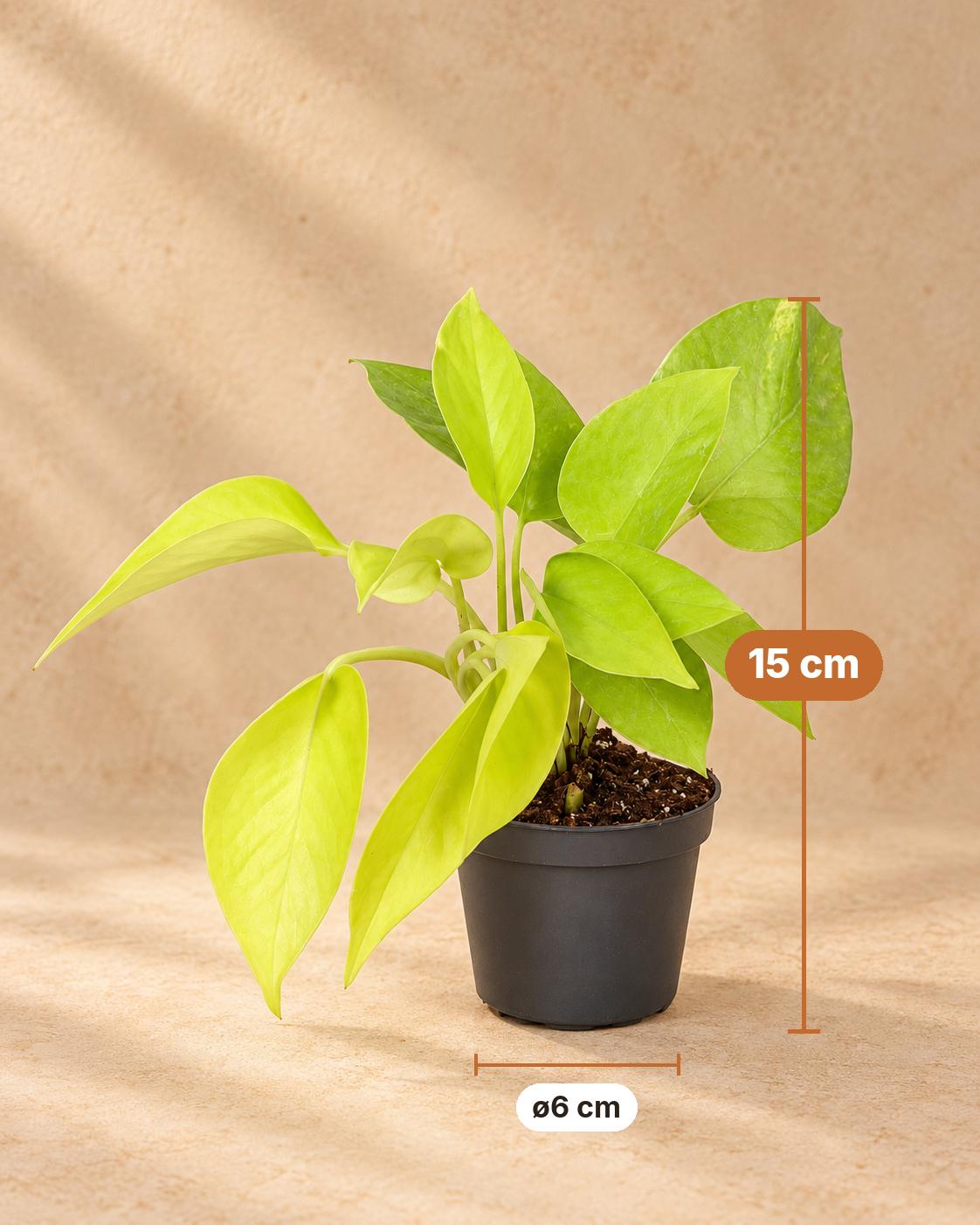 Philodendron 'Neon', 15 cm hoog, pot ø6 cm