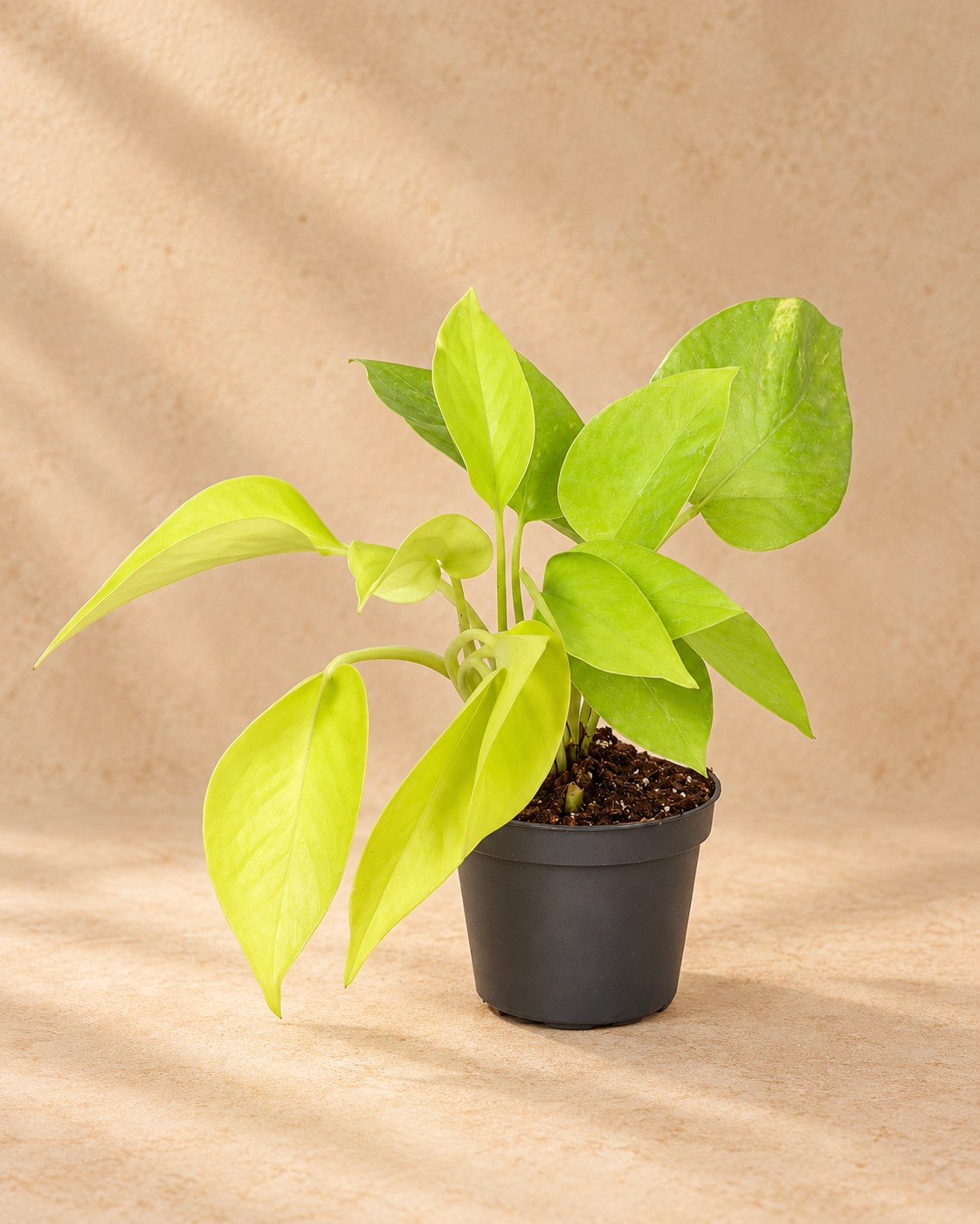 Philodendron 'Neon' 15 cm høj, potte ø6 cm