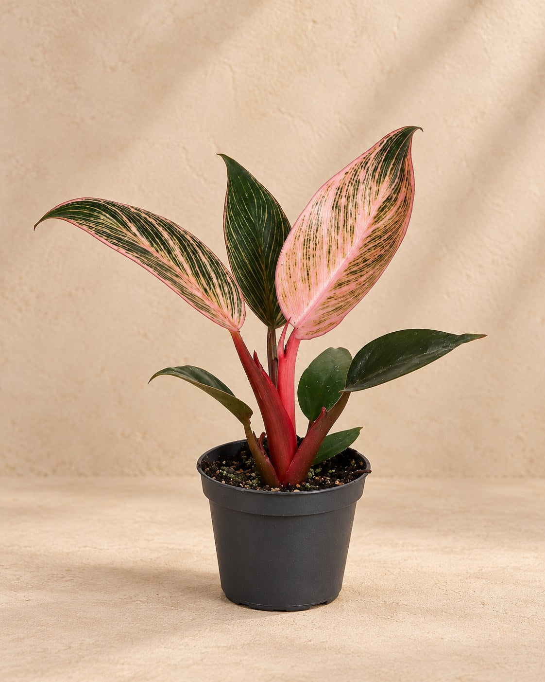 Philodendron 'Pink Bikini'