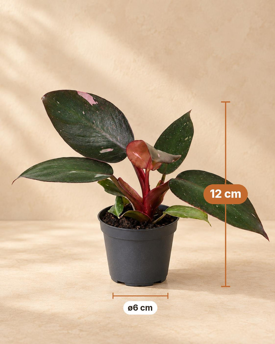 Pink-Princess-Philodendron (Philodendron erubescens 'Pink Princess') 12 cm hoch, Topf ø6 cm