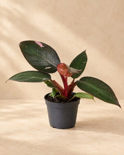 Pink-Princess-Philodendron 12 cm hoch, Topf ø6 cm