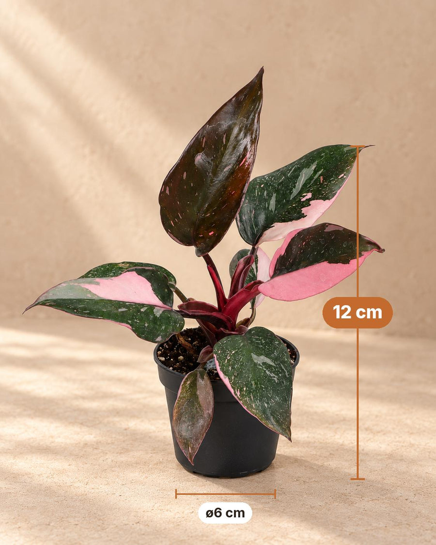 Philodendron (Philodendron erubescens 'Pink Princess Marble') 12 cm hoch, Topf ø6 cm