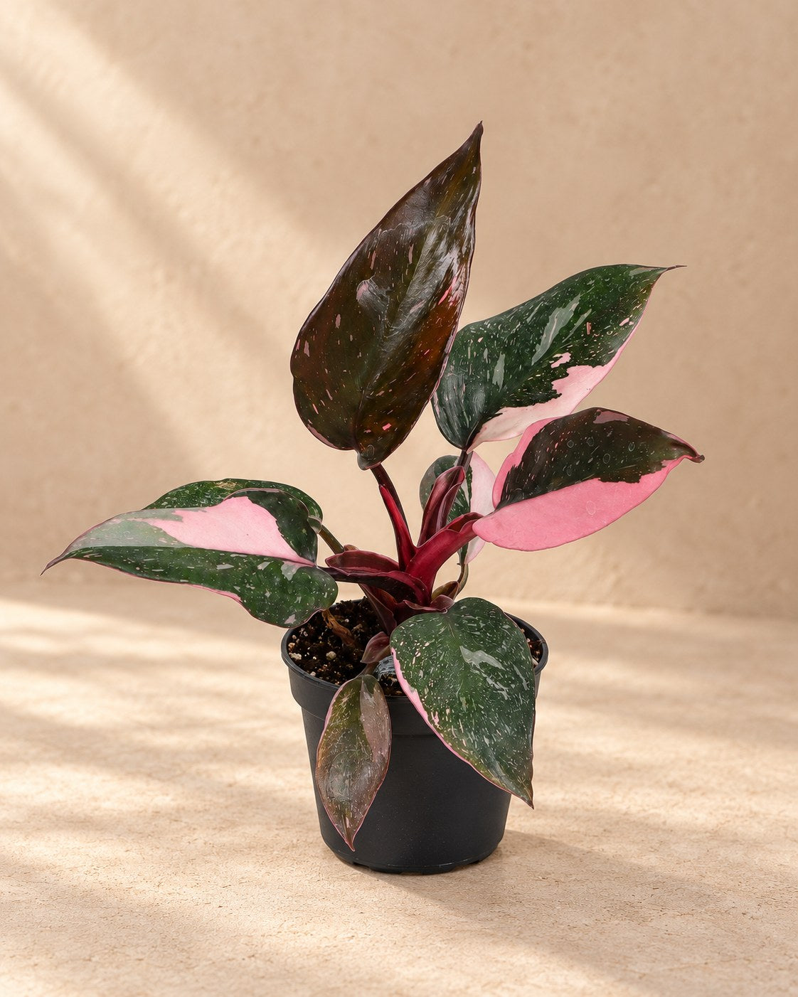 Philodendron 12 cm hoch, Topf ø6 cm