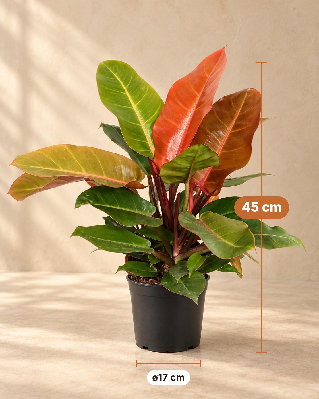 Philodendron 'Prince of Orange', 45 cm hoog, pot ø17 cm