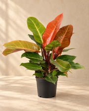 Philodendron 'Prince of Orange'