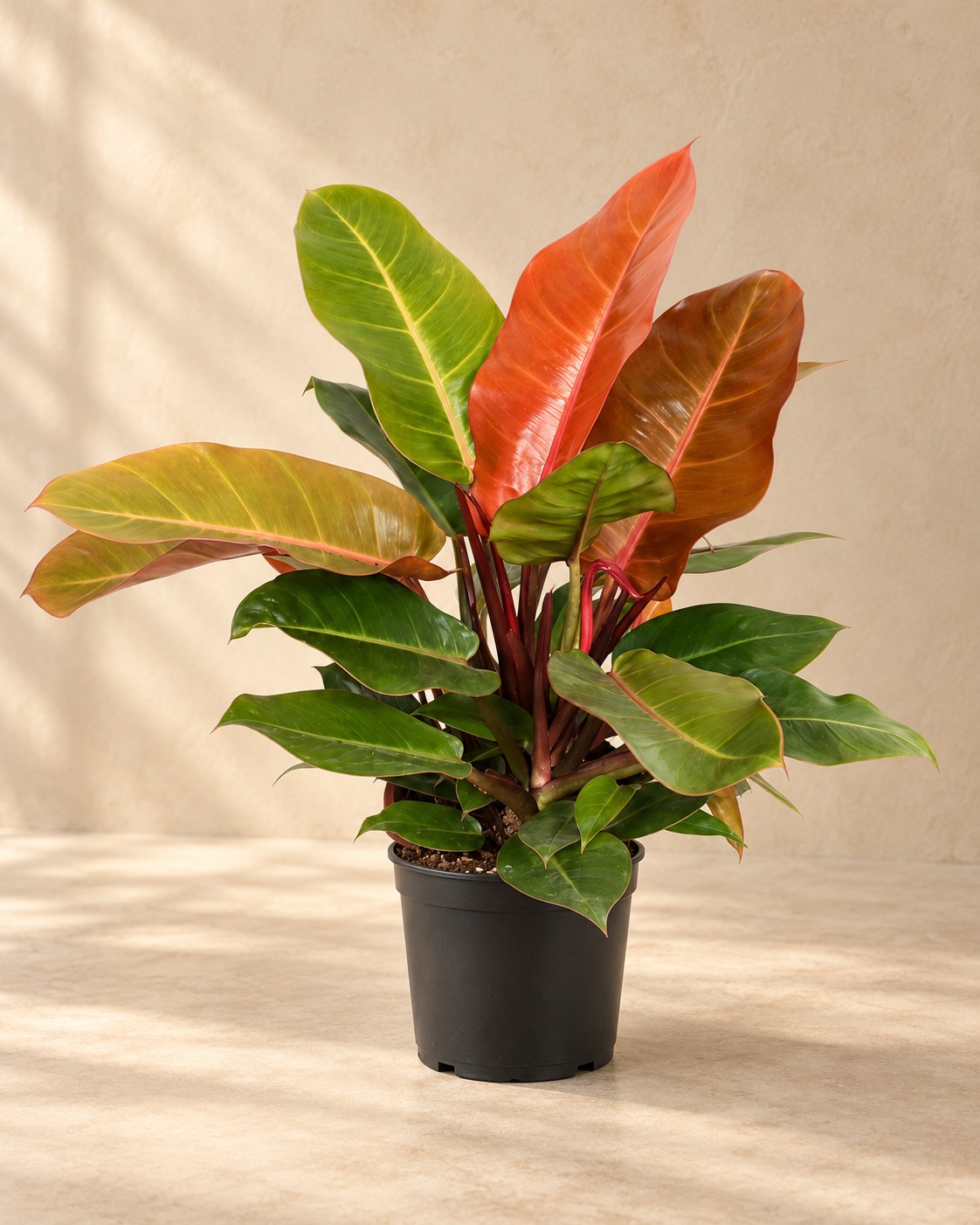 Philodendron 'Prince of Orange'