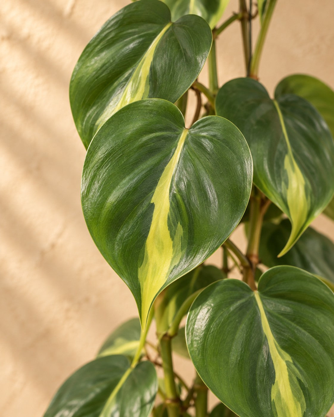 Närbild på bladen hos Philodendron scandens Brasil på spaljé (Philodendron hederaceum 'Brasil')