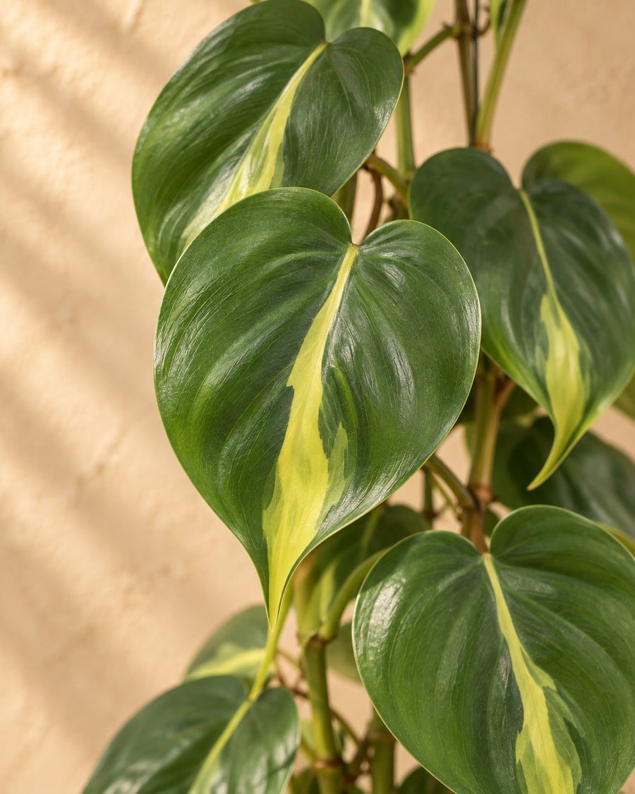 Philodendron scandens Brasil sur grille grillagée 160 cm de haut, pot ø27 cm