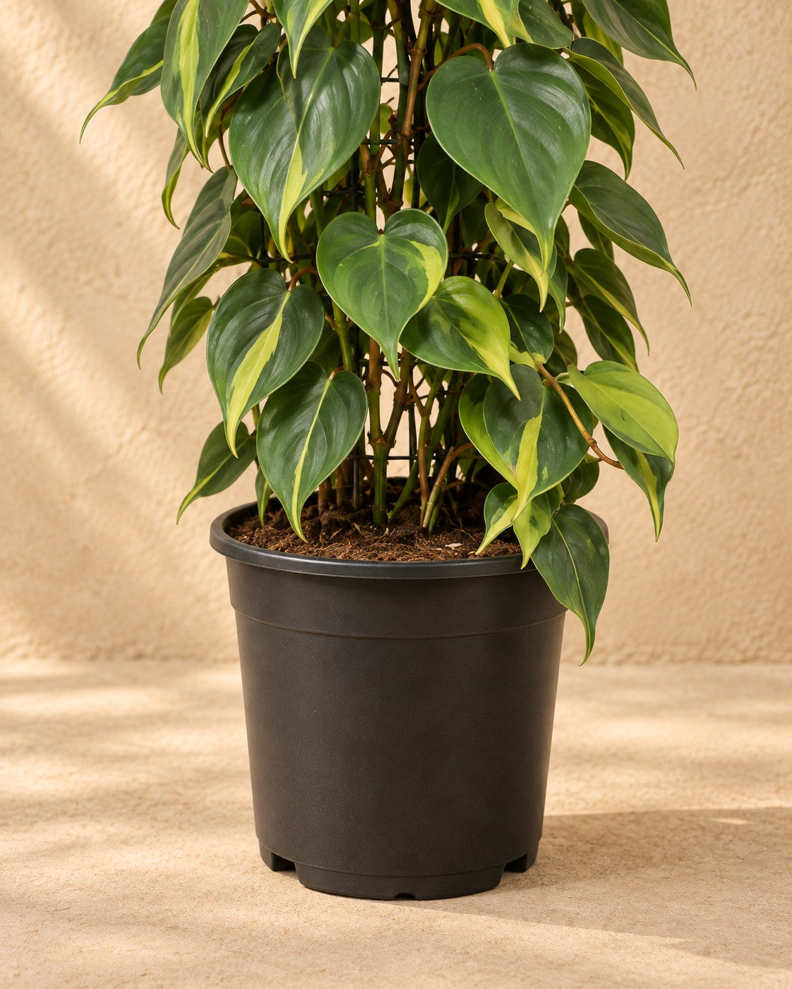 Partie basse de Philodendron scandens Brasil sur grille grillagée (Philodendron hederaceum 'Brasil') avec son pot de culture