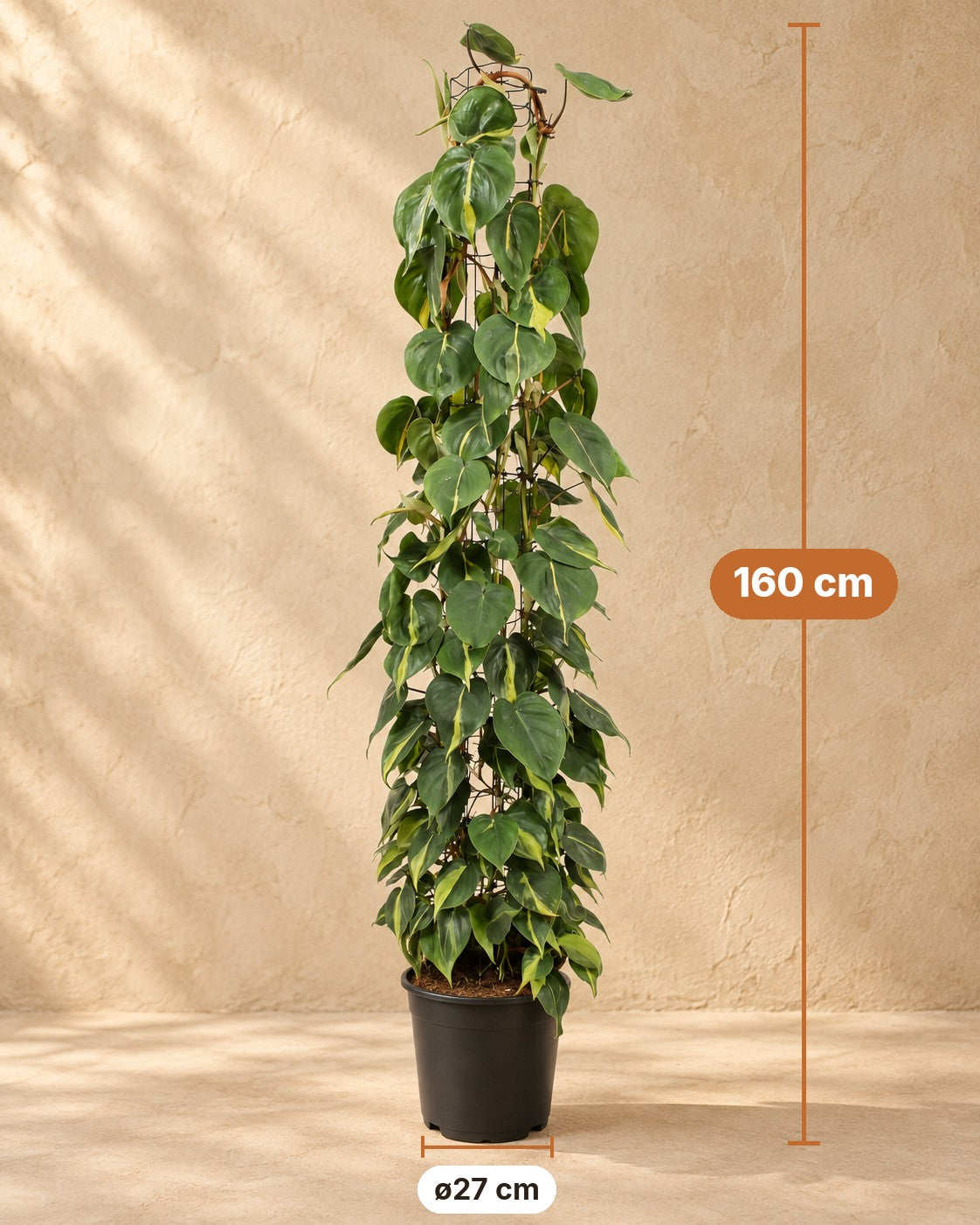 Dimensions Philodendron scandens Brasil sur grille grillagée : 160 cm de haut, pot ø27 cm