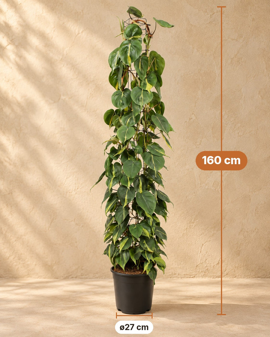 Philodendron scandens Brasil sur grille grillagée 160 cm de haut, pot ø27 cm