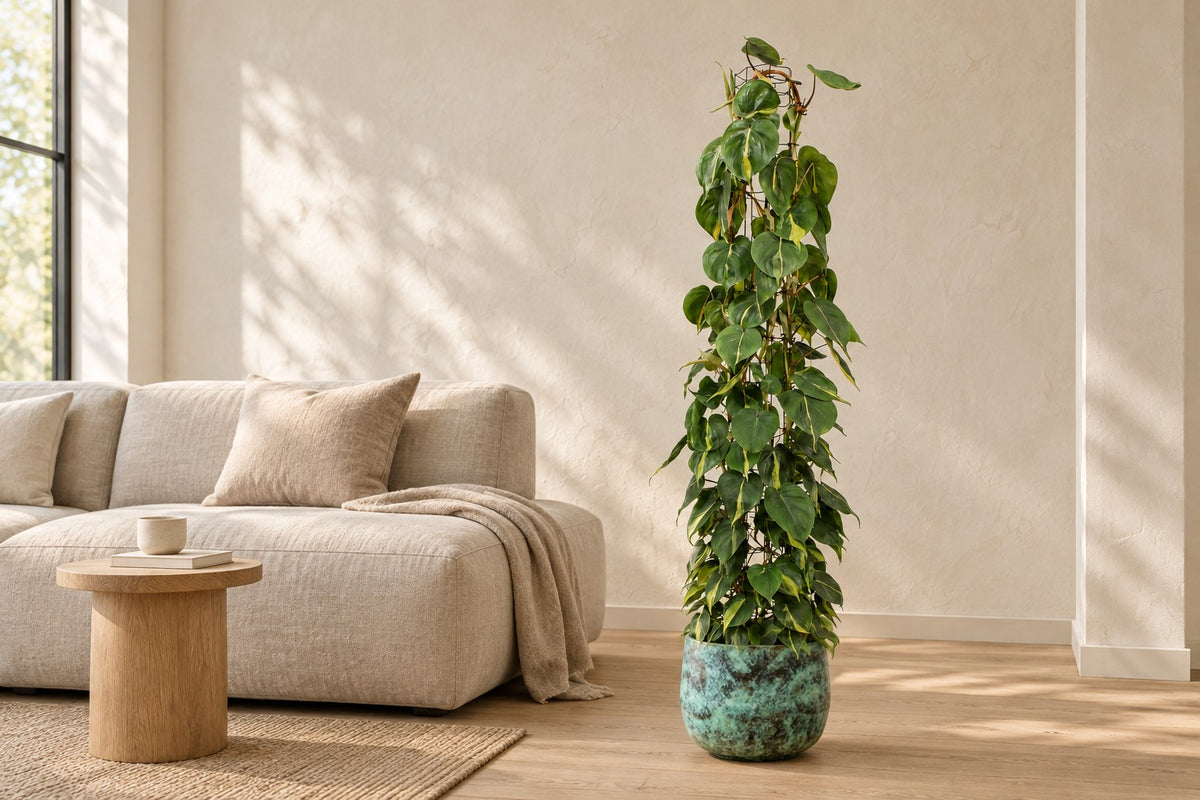 Philodendron scandens Brasil sur grille grillagée, 160 cm, dans cache-pot Elisa Mystic Green dans un salon lumineux