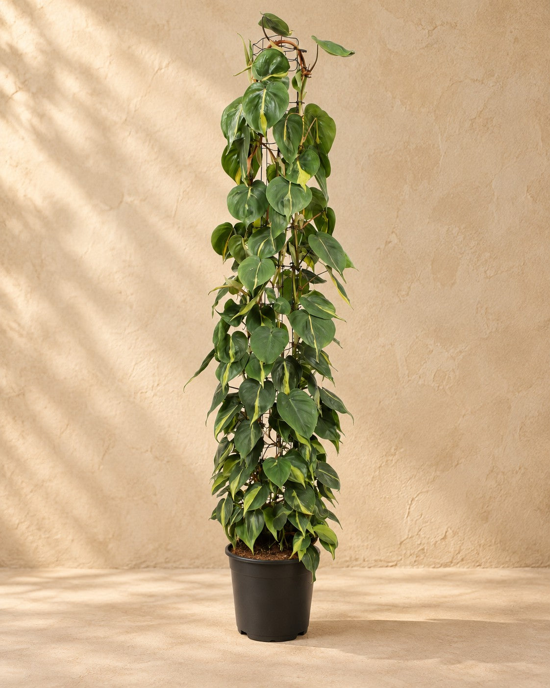 Philodendron scandens Brasil på spaljé (Philodendron hederaceum 'Brasil'), 160 cm hög i en 27 cm odlingskruka