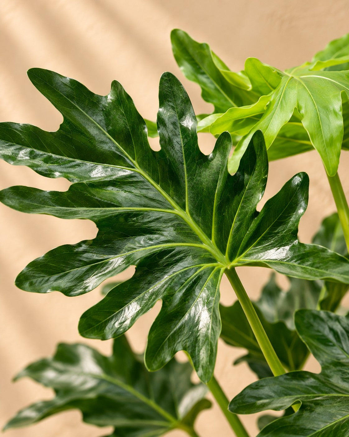 Nærbillede af bladene på Philodendron Selloum (Philodendron bipinnatifidum)