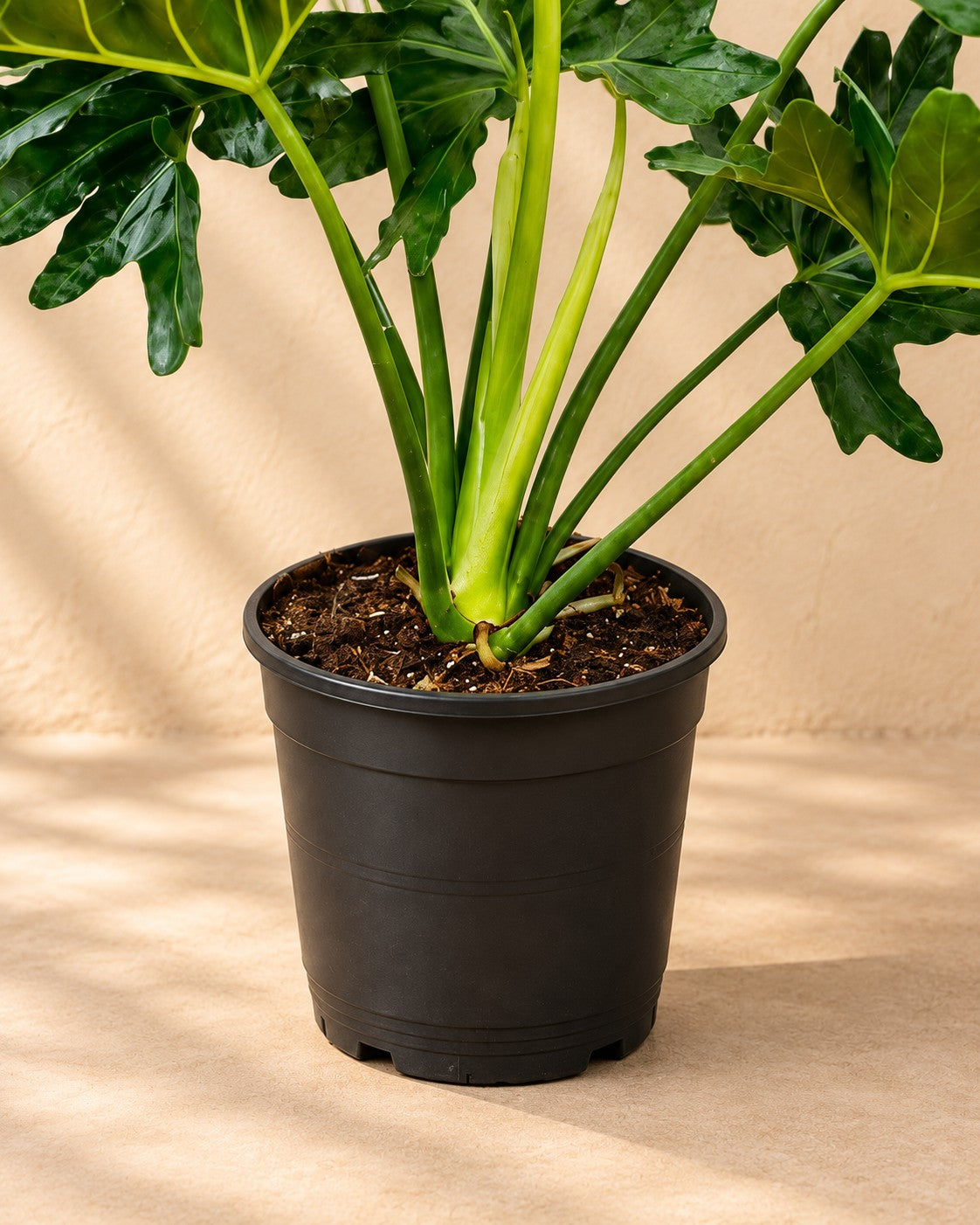 Nederste del af Philodendron Selloum (Philodendron bipinnatifidum) med dyrkningspotten