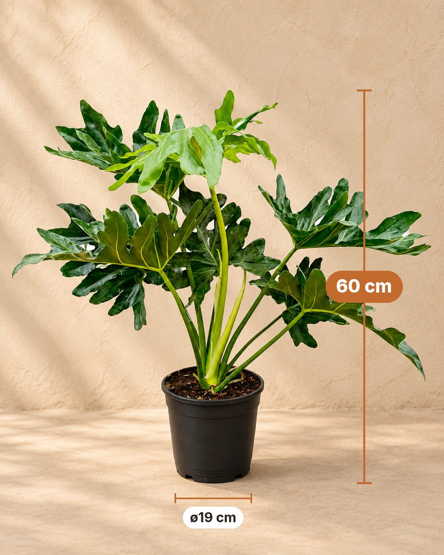 Philodendron Selloum Ø19 60cm - ø19